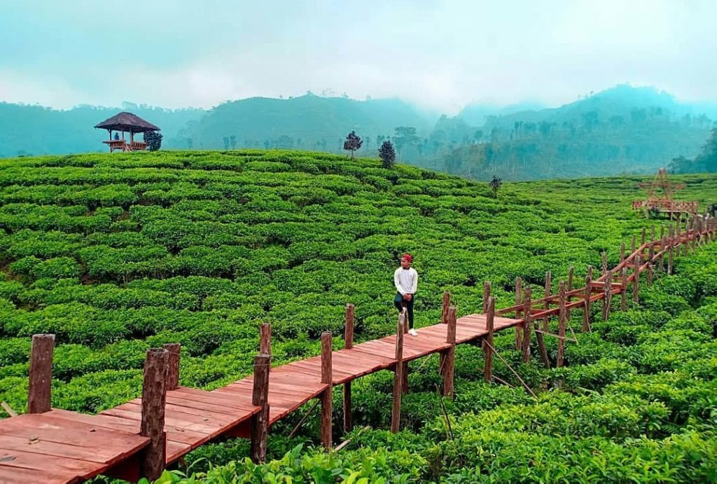 Perkebunan teh merupakan jenis sumber daya alam yang berada di daerah
