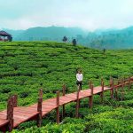 Bikin Malas Pulang, Inilah Istimewanya Kebun Teh Gunung Gambir Jember