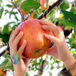 Bisa Petik Sendiri, Berikut 4 Agrowisata Seru di Jawa Timur