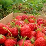 Kebun Wisata Strawberry di Indonesia yang Harus Ada di Daftar Liburanmu