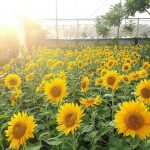 Kunjungi 5 Wisata Bunga Matahari Terindah Hanya di Indonesia